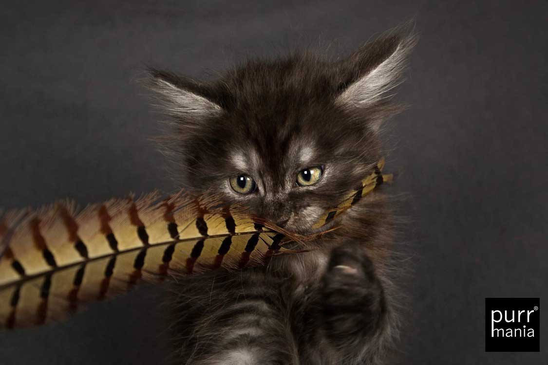 Fasanenfeder purrmania