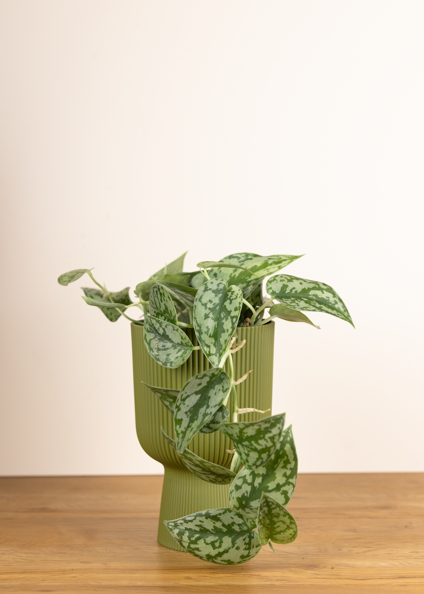 Scindapsus pictus silver lady M