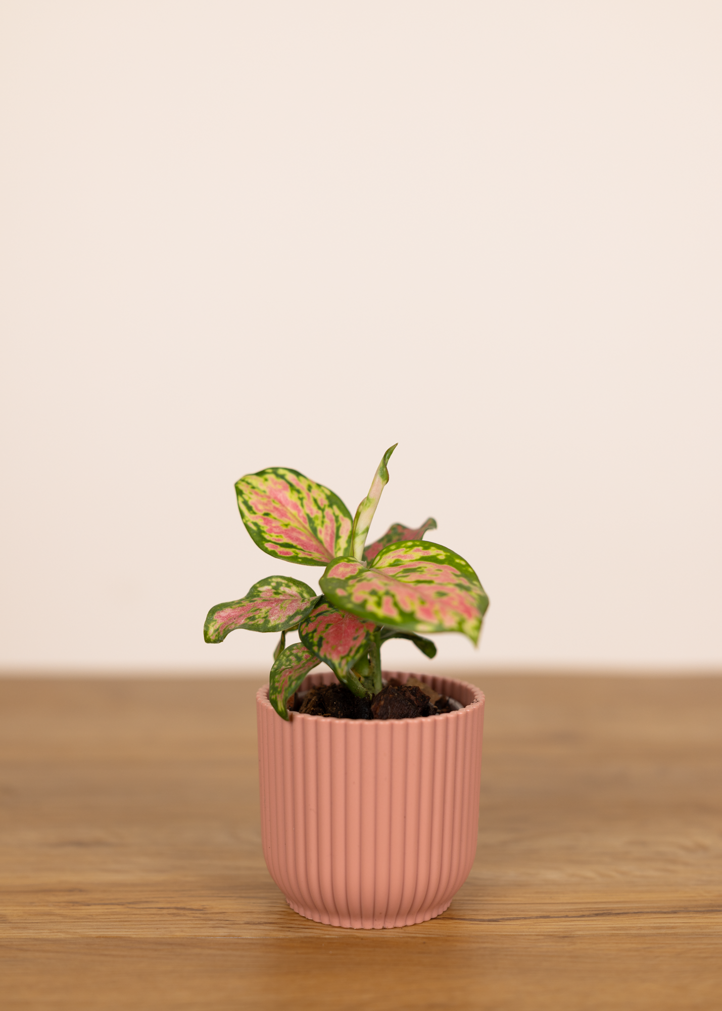 Aglaonema anyamanee XS