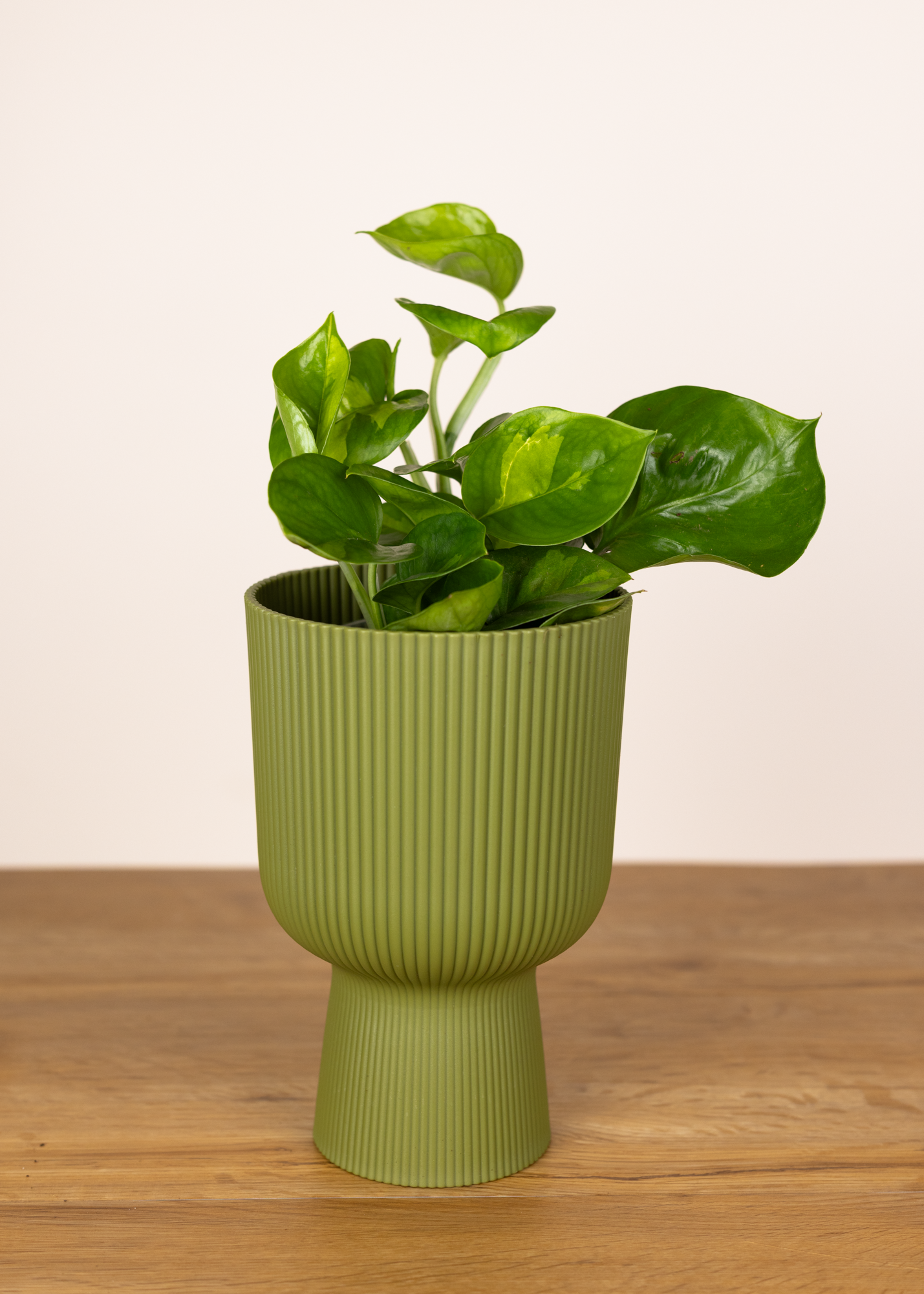 Epipremnum aureum global green M