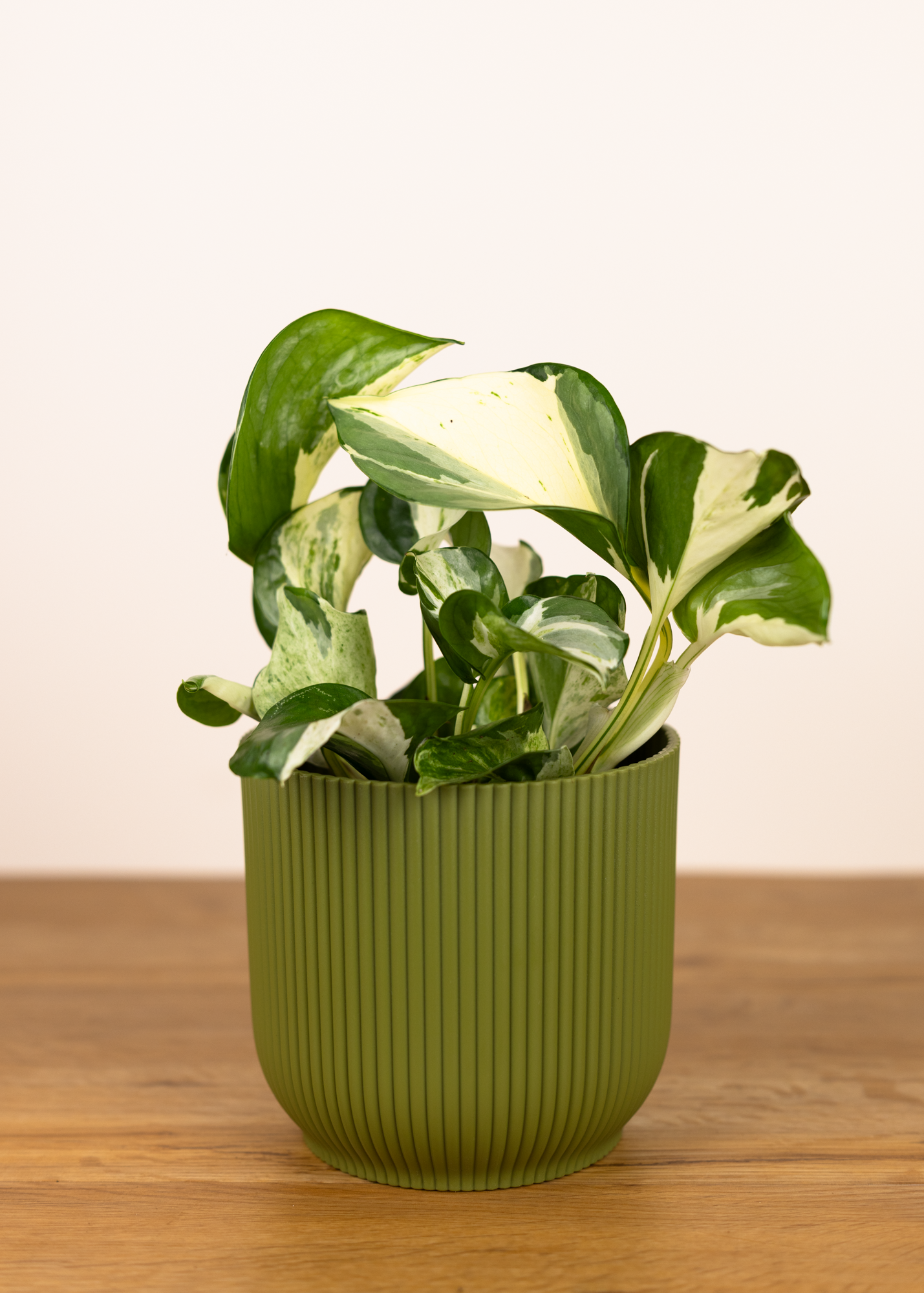 Epipremnum aureum manjula