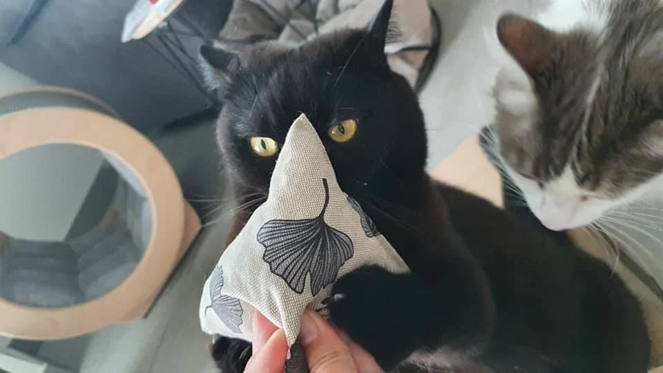 purramid Ginkgo (Baldrian + Catnip) purrmania