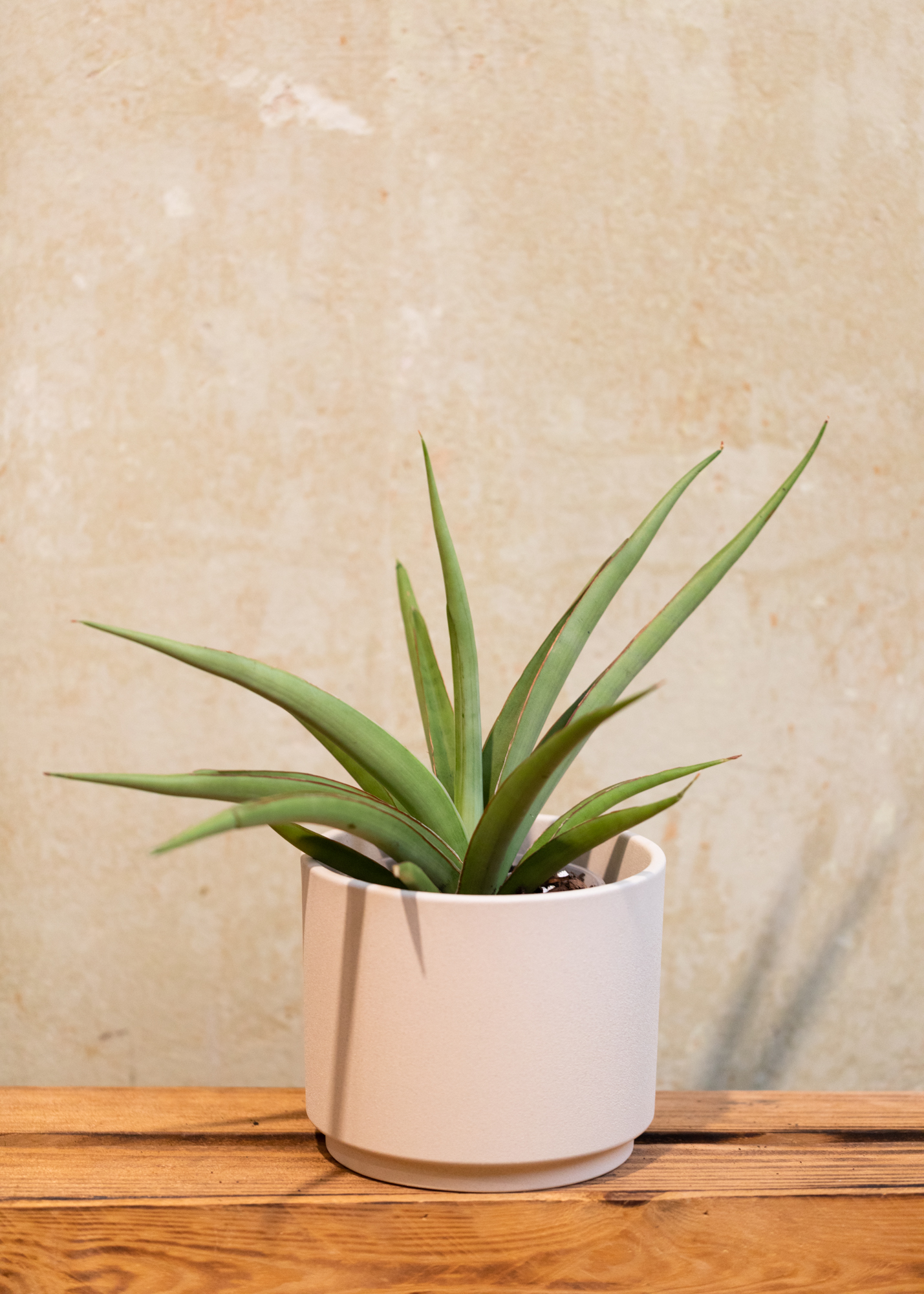 Sansevieria (Draceana) syreni silver