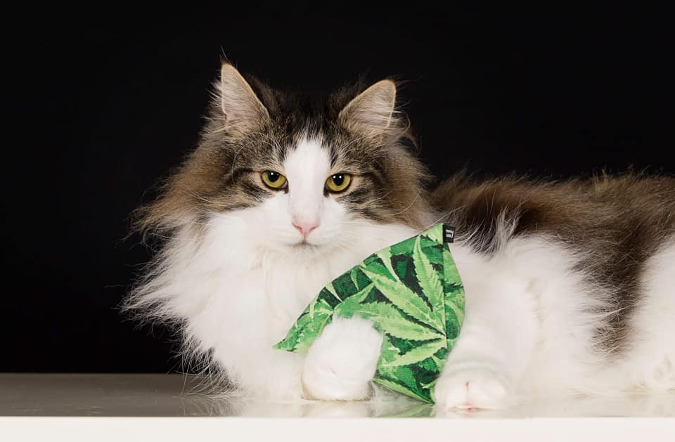 Lucky crush Knisterkissen (Matatabi) purrmania