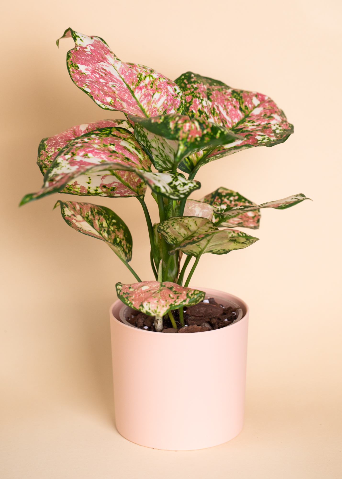 Aglaonema anyamanee tricolor