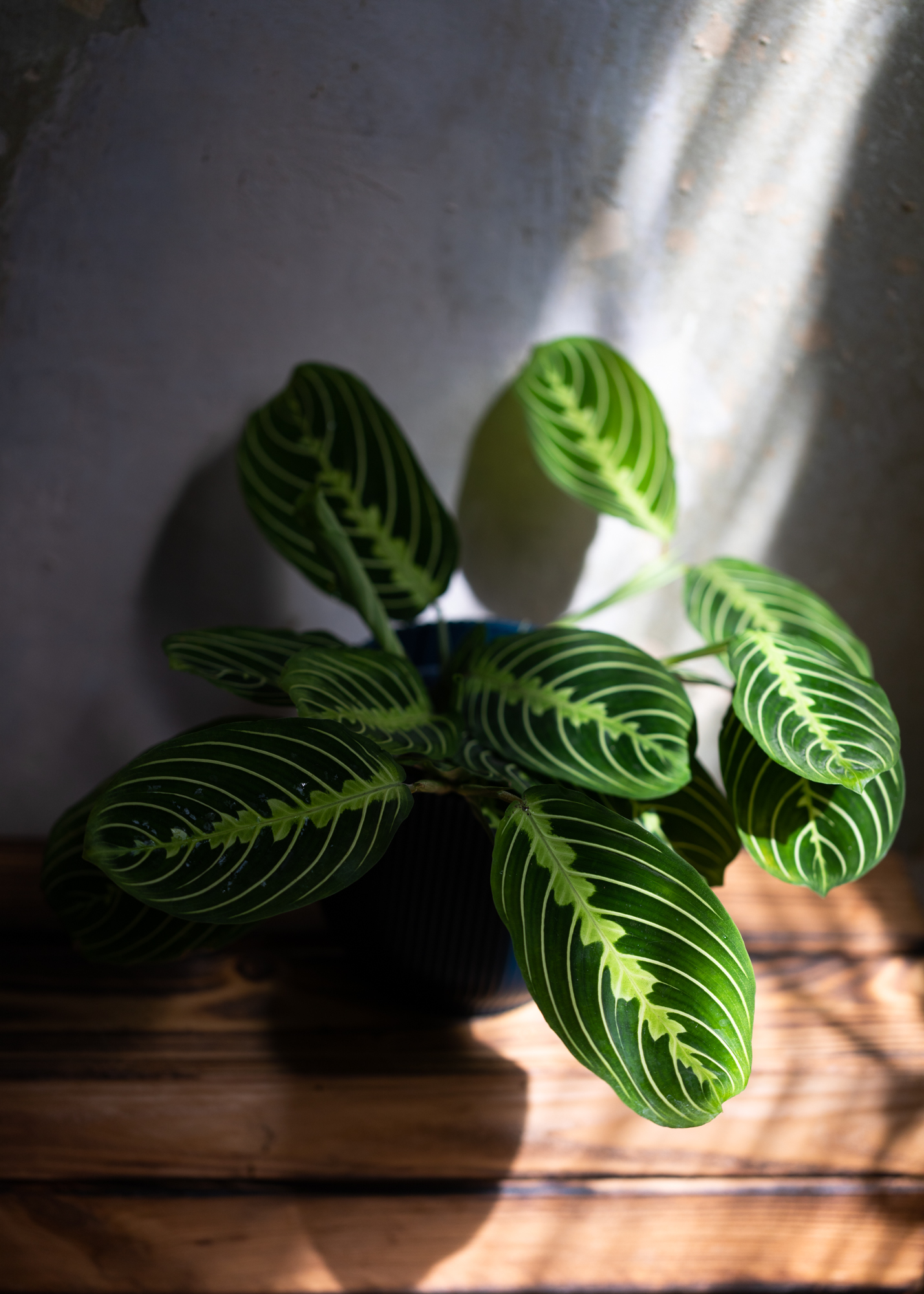 Maranta Leuconeura Lemon Lime M