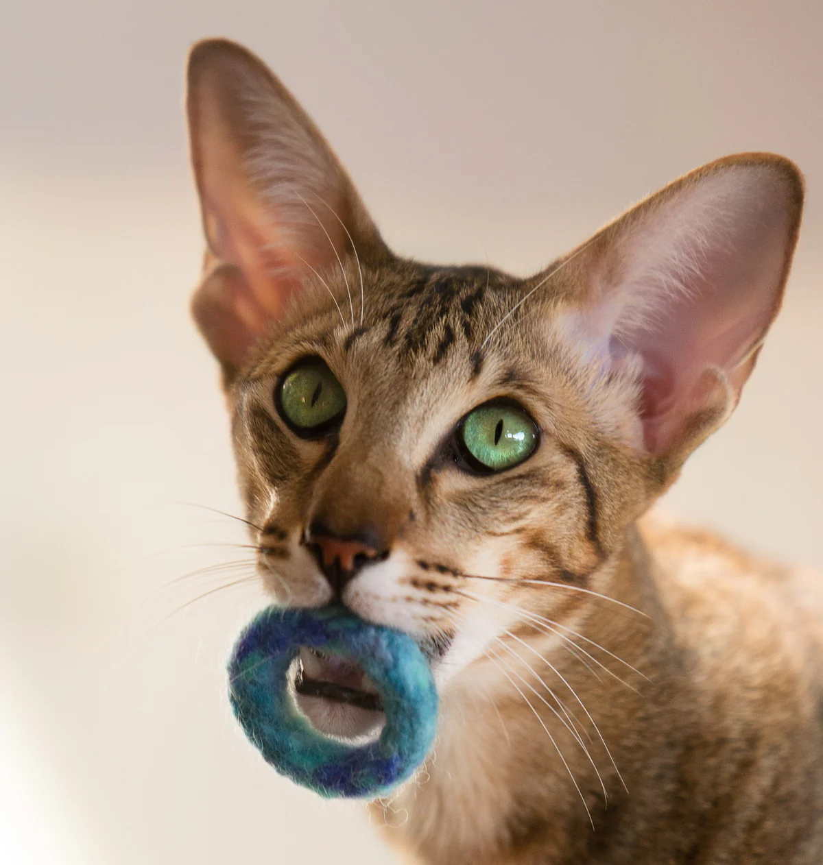 Filzring purrmania