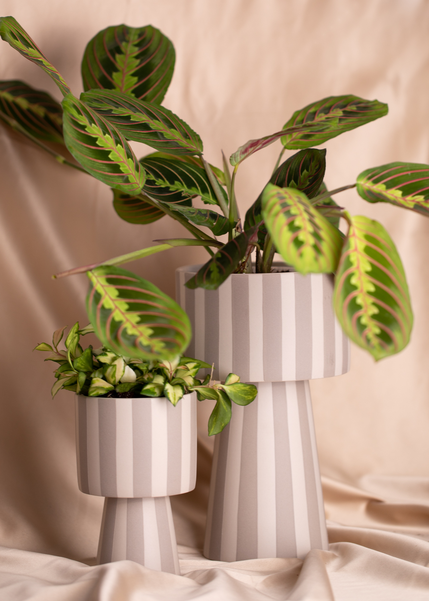 Maranta Leuconeura Fascinator M