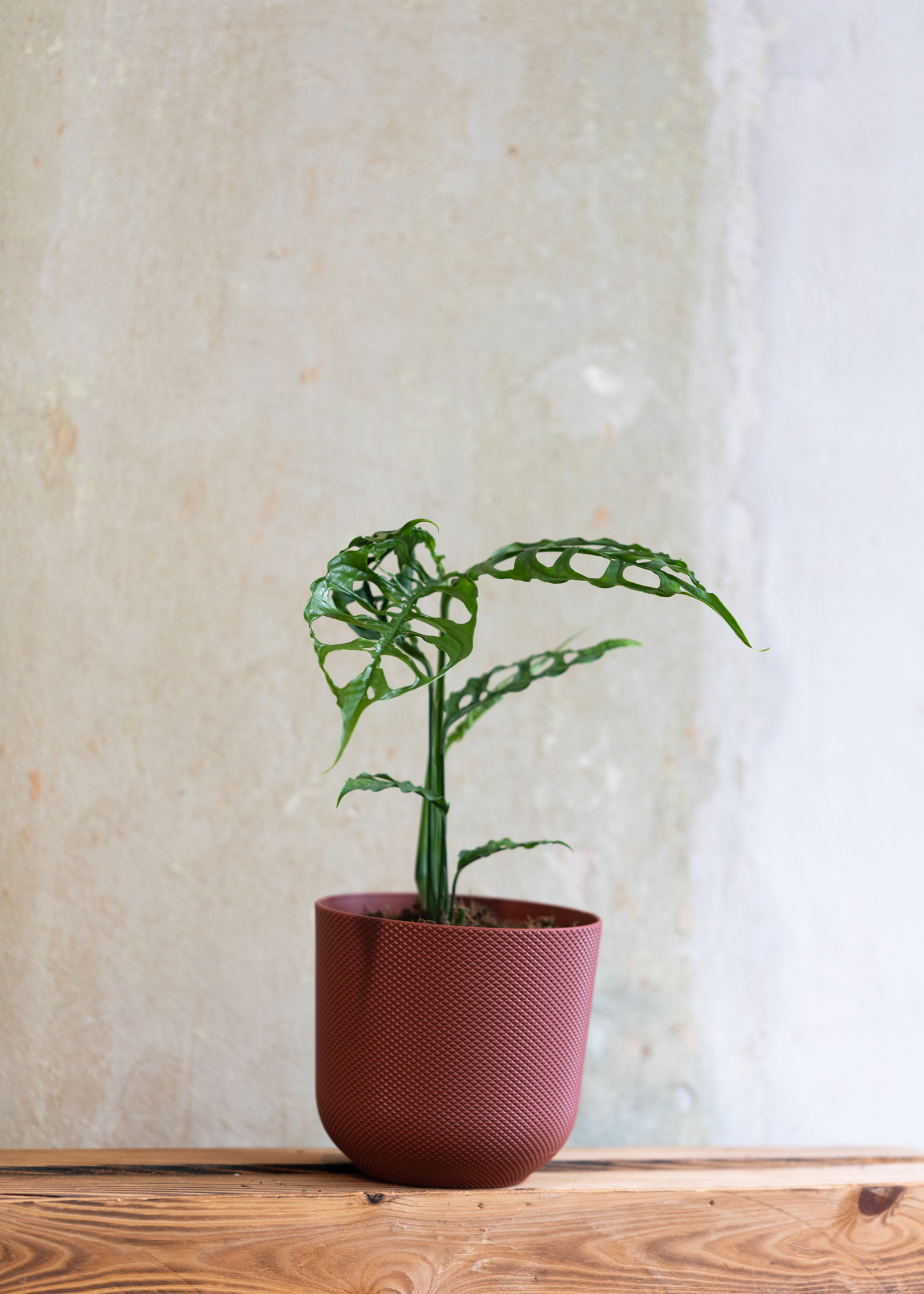 Monstera Obliqua Peru