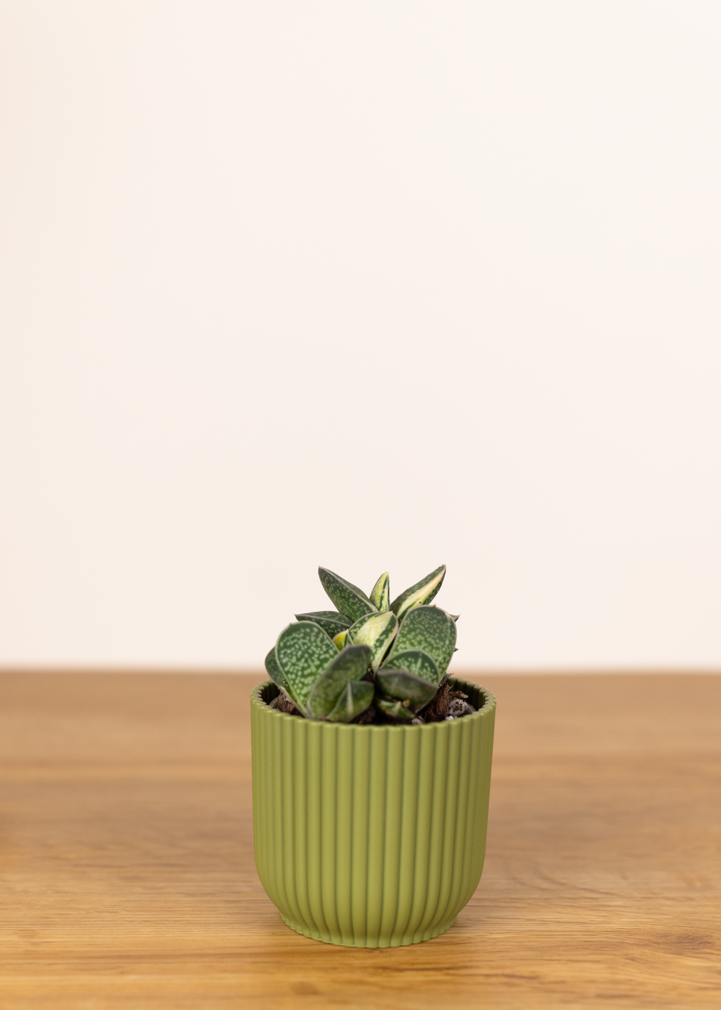 Gasteria verrucosa variegata