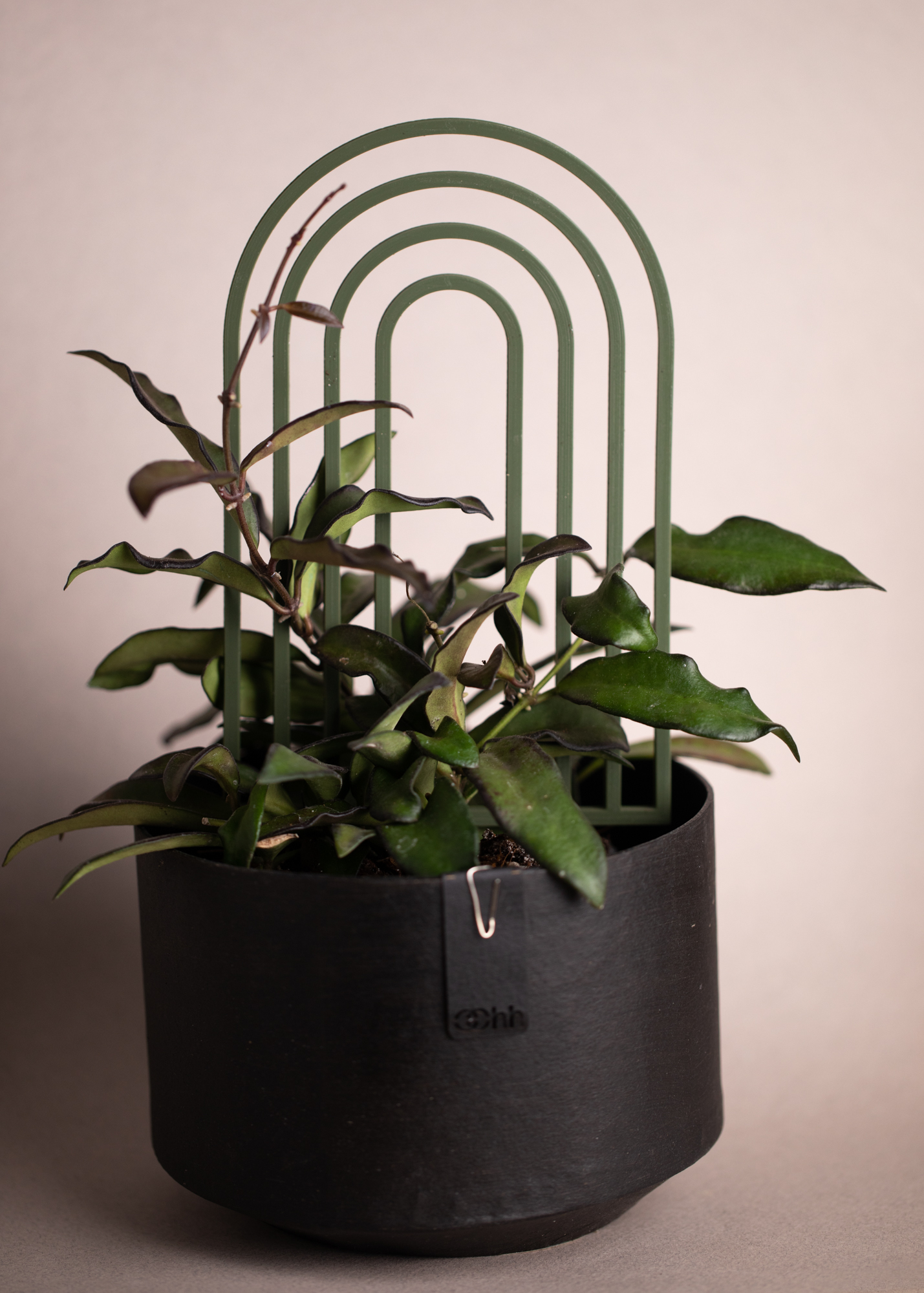 Planty Bow Olive