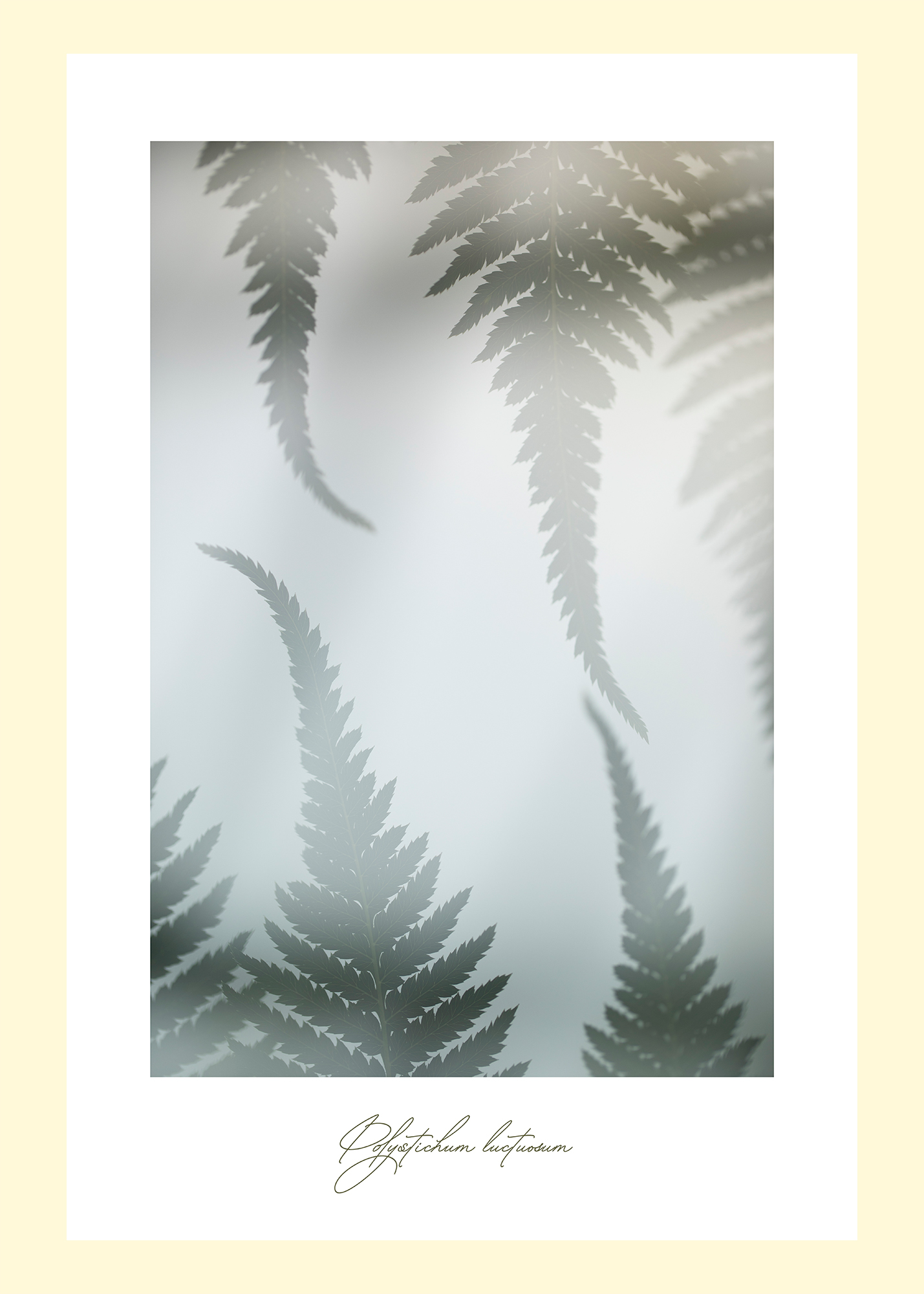 Polystichum luctosum
