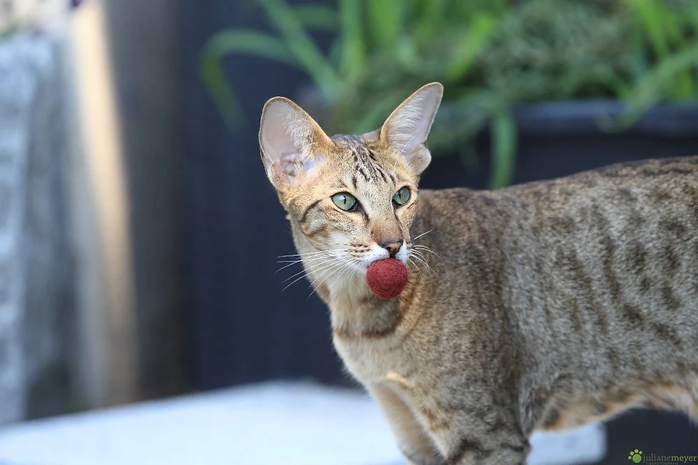 Felty - kleiner Filzball für Katzen purrmania